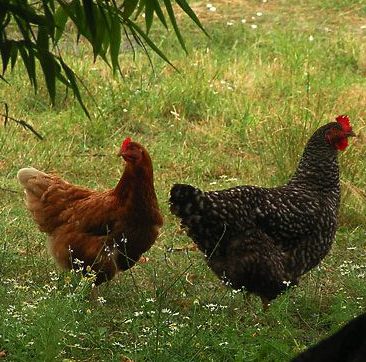 Des poules en maison de retraite-Source de l'image: http://luxe.campagne.free.fr