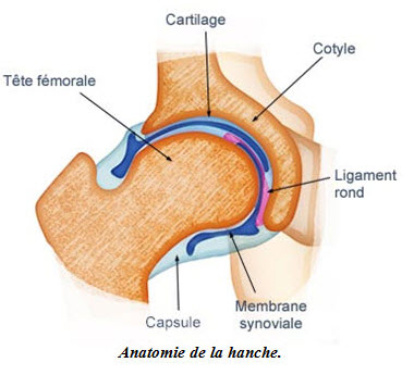 Les femmes et la hanche - Source de l'image:http://www.futura-sciences.com